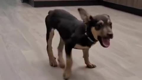 VERY HAPPY CUTE DOG