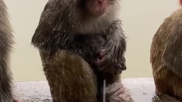 Monkey in the rain