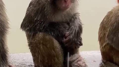 Monkey in the rain