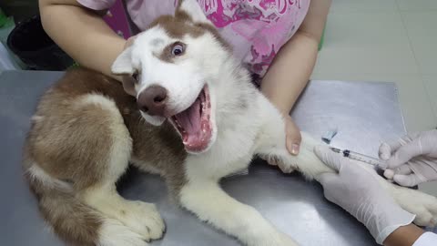 Husky's First Visit to the Vet