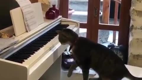 Cute Cat Playing Piano