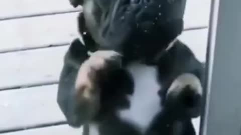 La Alegria de un perro con una Sonrisa