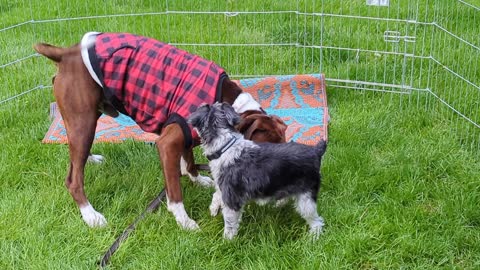Mini Schnauzer playing with much bigger Boxer pup! 5, 2022 by ManicBeastBoise