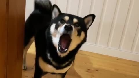 Cute little doggo sing for u