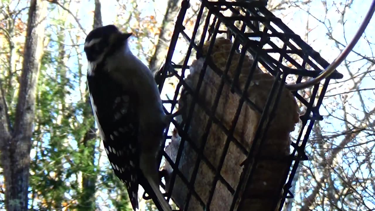 Downy Woodpecker