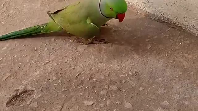 HHH PARROT TALKING Wow