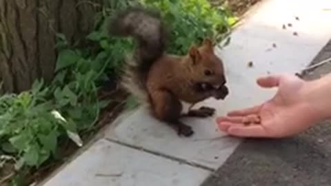 gullible squirrel