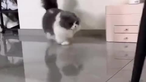 Funny cat videos