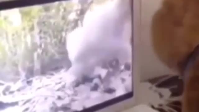 Funny and Cute Cats Videos #2 │Where is the squirrel?