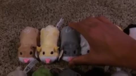 Zhu Zhu Pets Collection