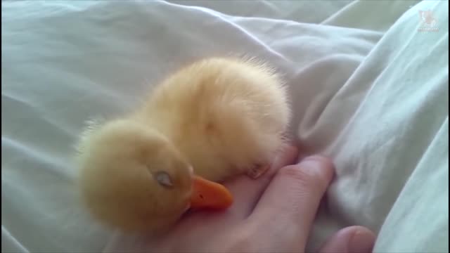 funny duckling