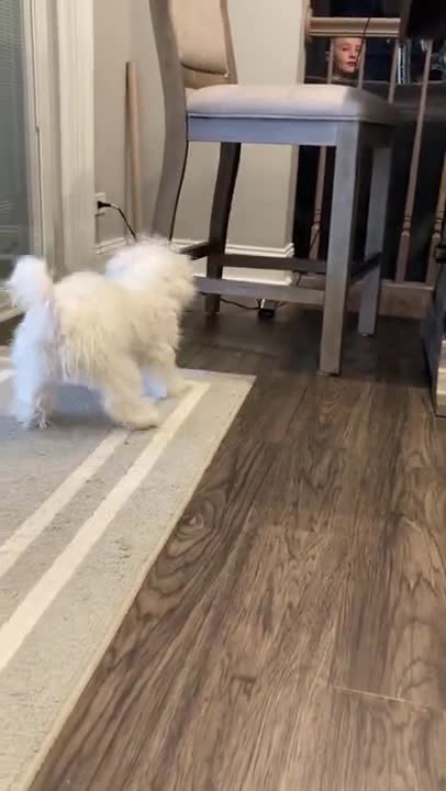 0.Callie playing with a bouncy ball 😂