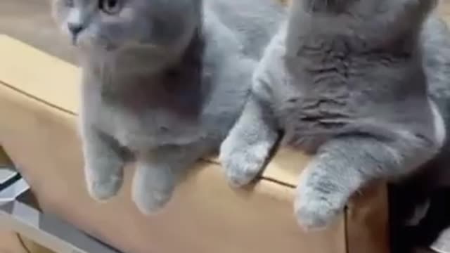 Cute cat funny voice 💖🥰☺️