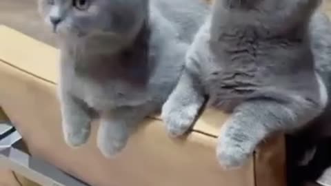 Cute cat funny voice 💖🥰☺️