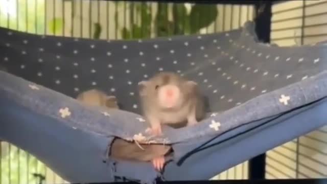 Comedy videos 🤣😂🔥💯💯 Most funny sence and propular video #viral