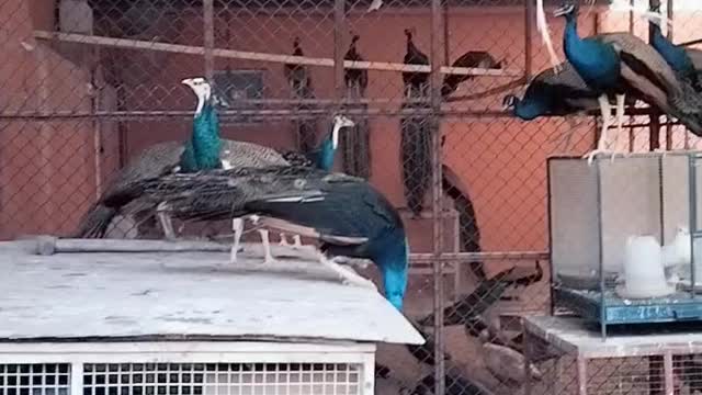 Peacock Video/Peacock display/Beautiful Birds