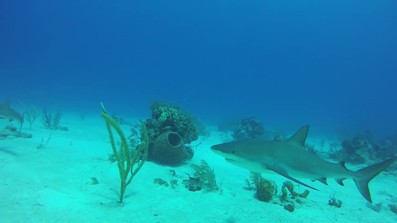 OMG!! Shark eats gopro camera🦈