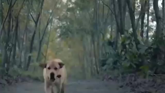 Dog video