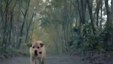 Dog video