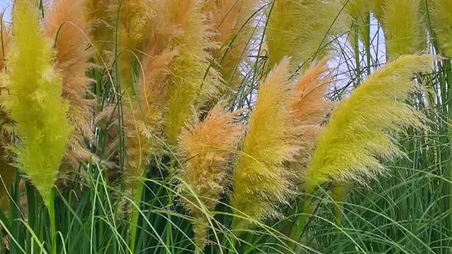 Warm and fragrant in early autumn