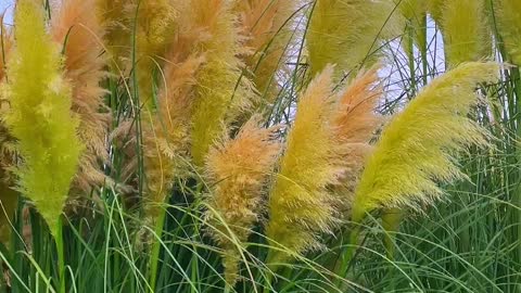 Warm and fragrant in early autumn