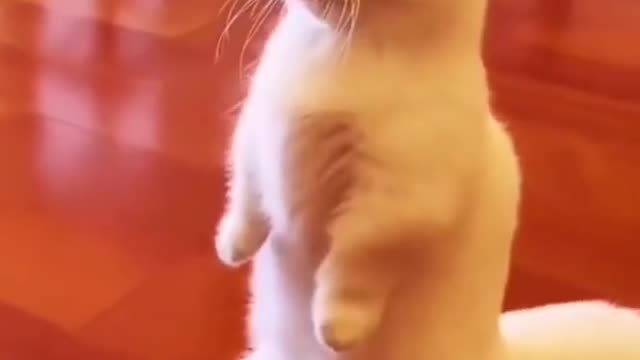 Cute cat complications #cute #funny