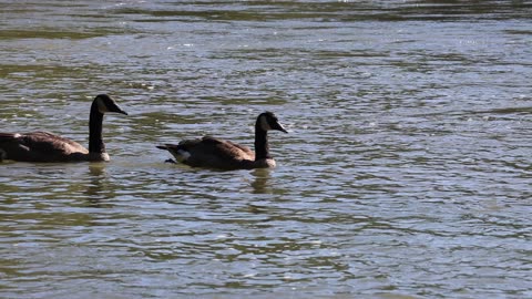 Duck Swimming