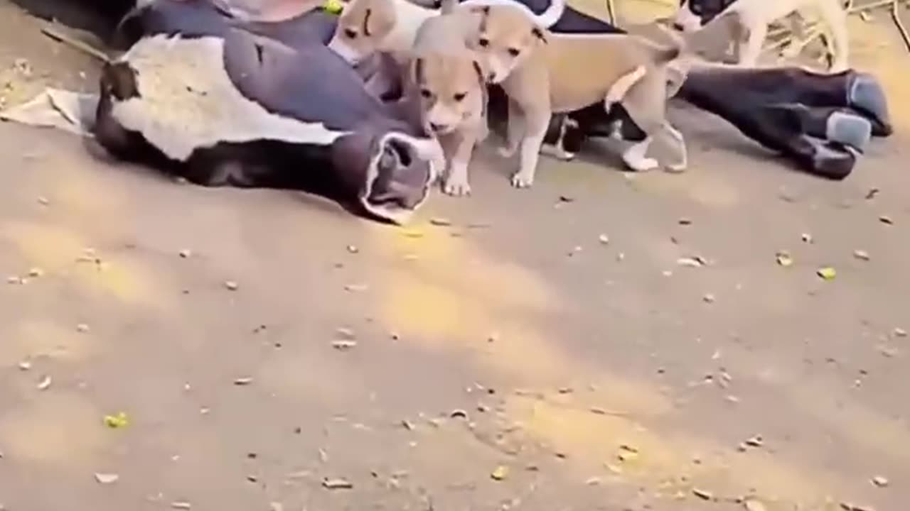 Cute Mini Dogs