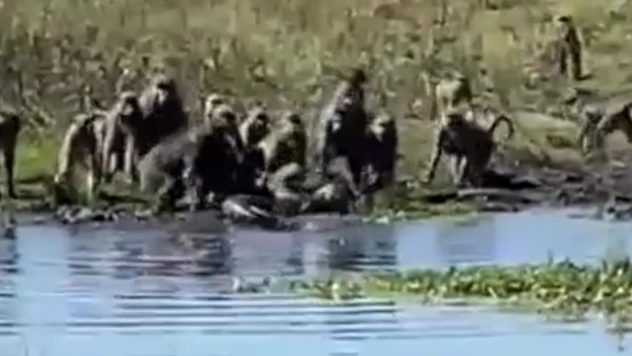 crocodile attacks baboon member