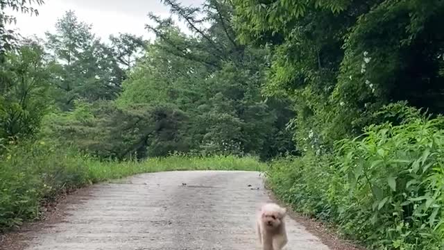 running dog