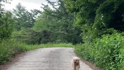 running dog