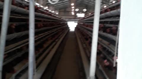 How many hens in a coop