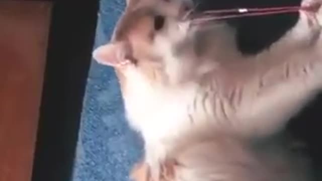 Curious kitten!