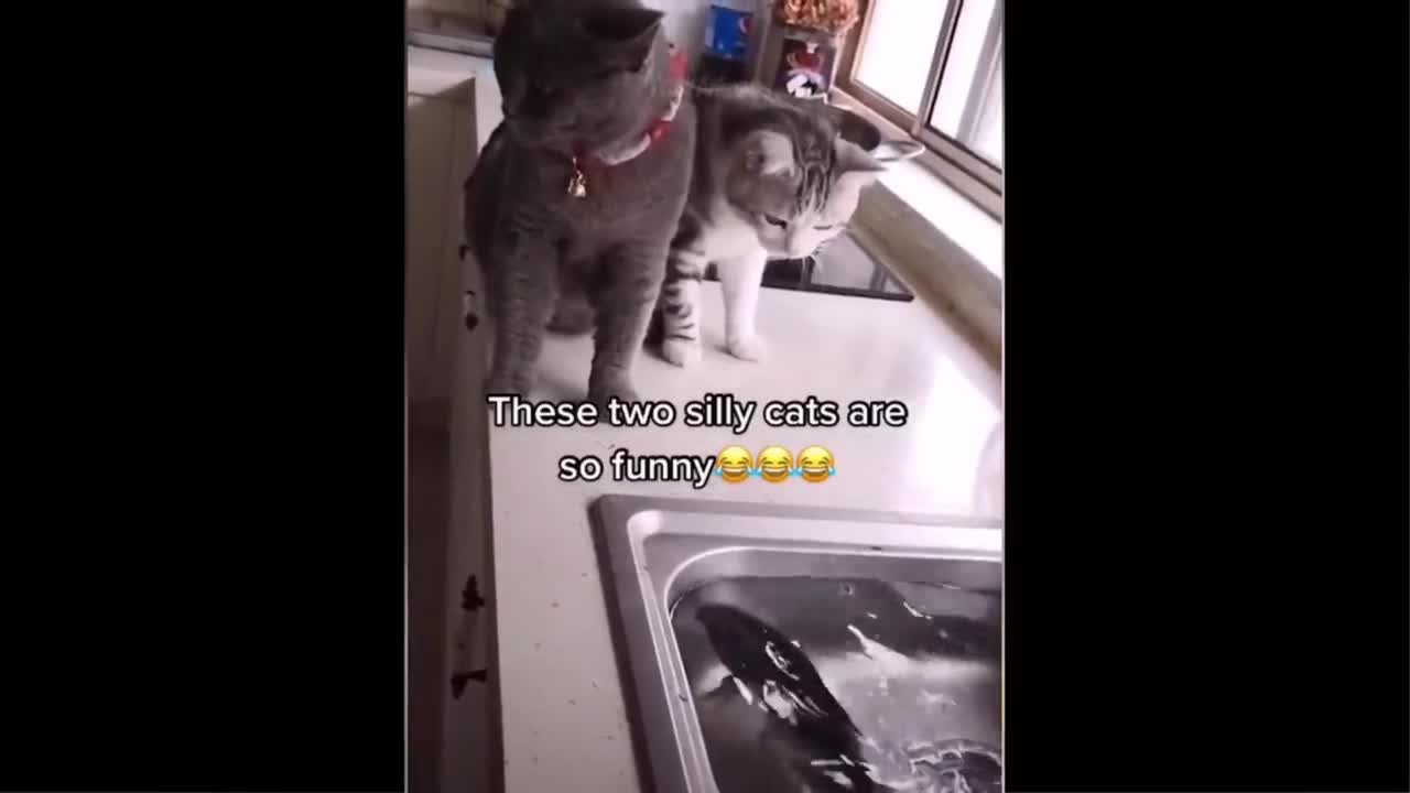 Funniest Cat Ever Seen #4