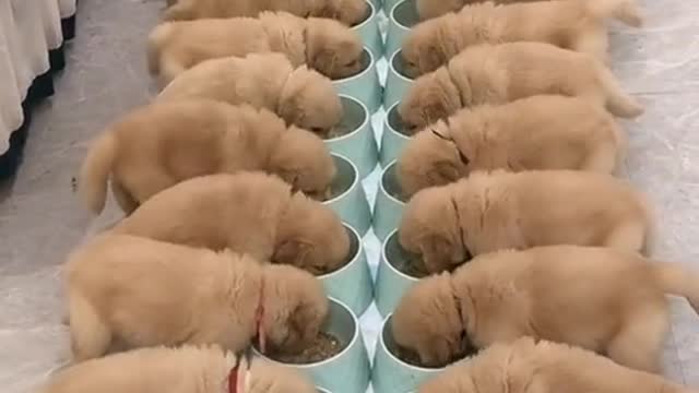 Feeding Time! Cute Labrador Puppies eat all at once