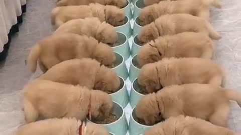 Feeding Time! Cute Labrador Puppies eat all at once