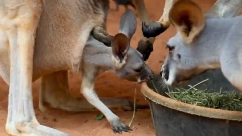 Typhoon the baby kangaroo socializing with the other roos is too cute! 🦘