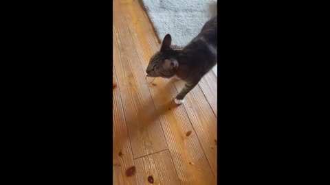 Funny dogs and cats videos