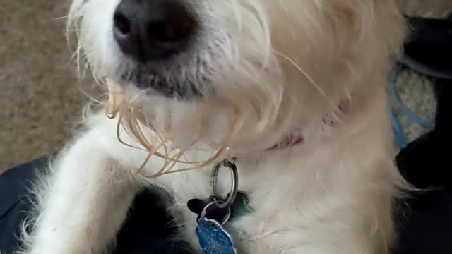 My dog's a brat