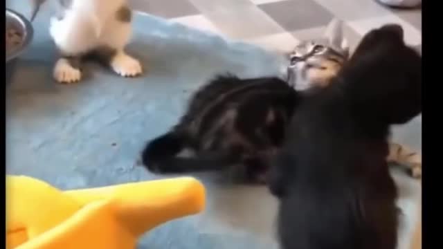 Cute funny Cats playing