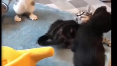 Cute funny Cats playing