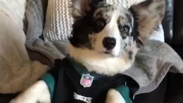 Corgi dog wears eagles jersey while owner shakes his paws
