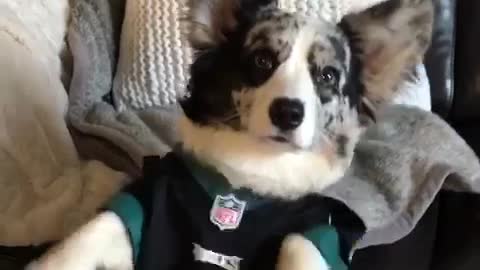 Corgi dog wears eagles jersey while owner shakes his paws