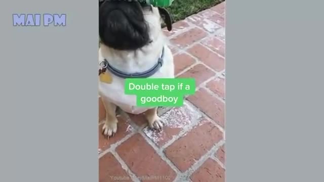 Funny dogs video 2020 🐶 it’s time to Laugh with dog’s life 😍