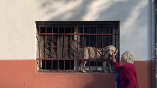 Doggo Stands on Windowsill for Some Stranger Pats