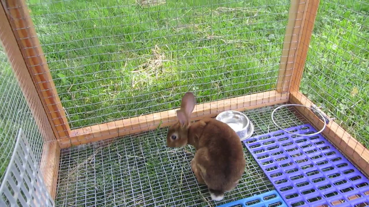 Transferring Ginger's First Litter to the New Rabbit Tractor