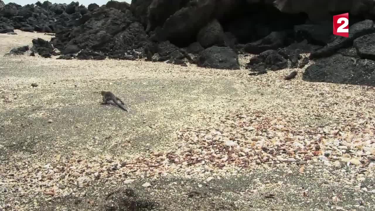 Iguana vs snakes