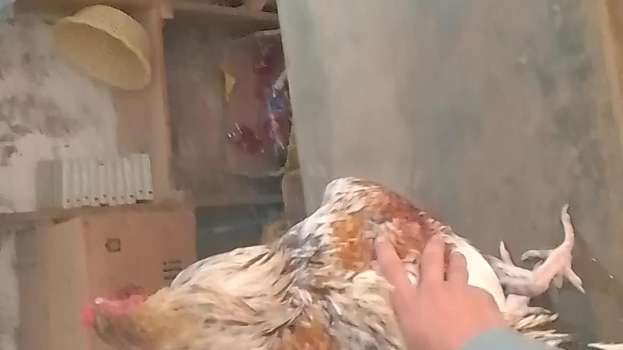 Fight