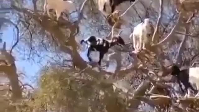 Funny moments of Goat