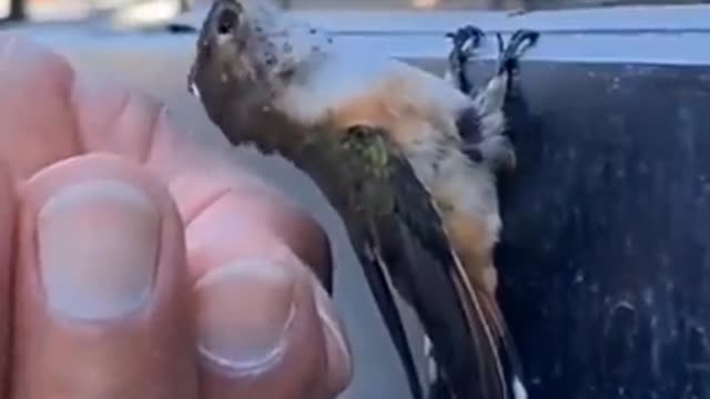 Dehydrated Humming Bird Given Water